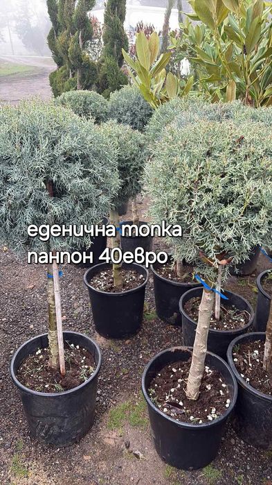 Разсадник Доганово разполага с разнообразен и видове растения.заповяда