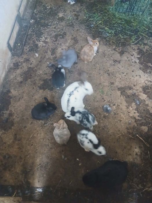 Iepurași de vânzare