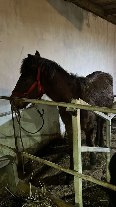 Продам лошадей  таичиков