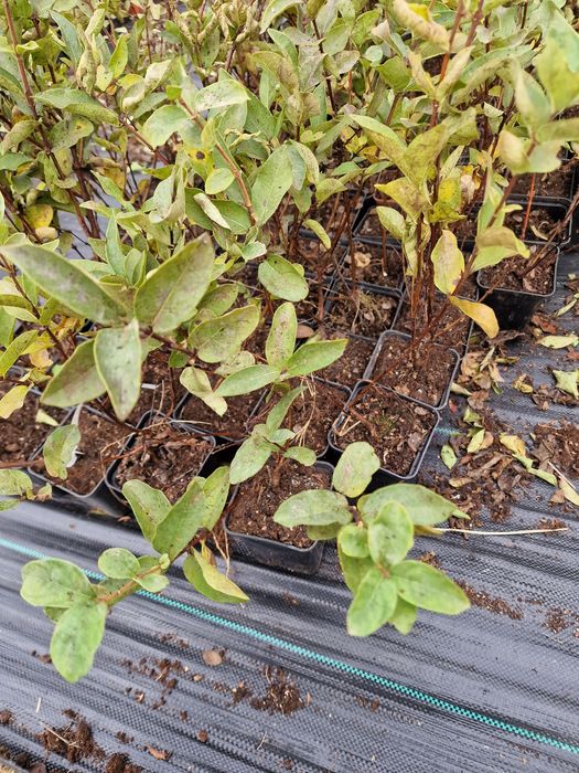 Лоницера Камчатика Войтек - Майска боровинка