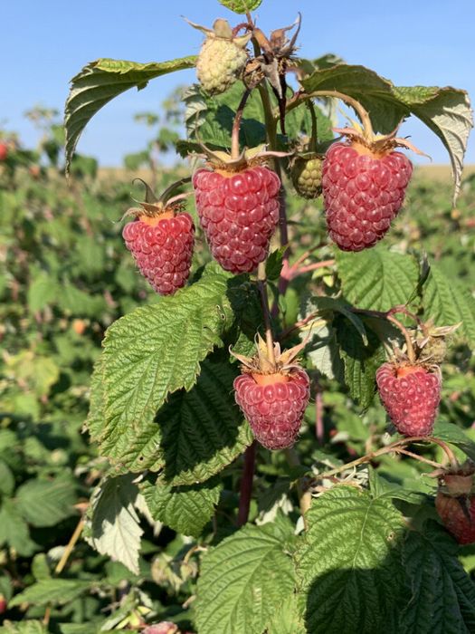 Malina kochat bor Karamelka Саженцы малины сорт Карамелька