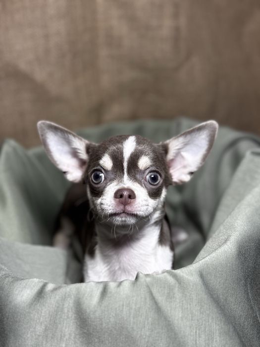 Щенок чихуахуа кобель