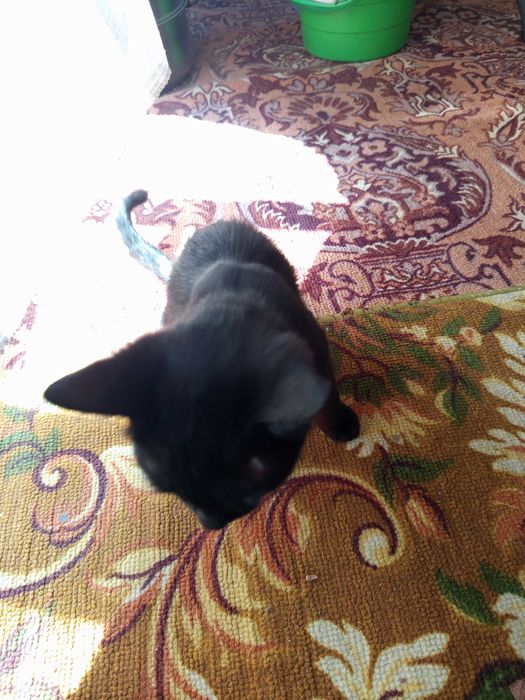 Qora rangli uy mushugi sotiladi