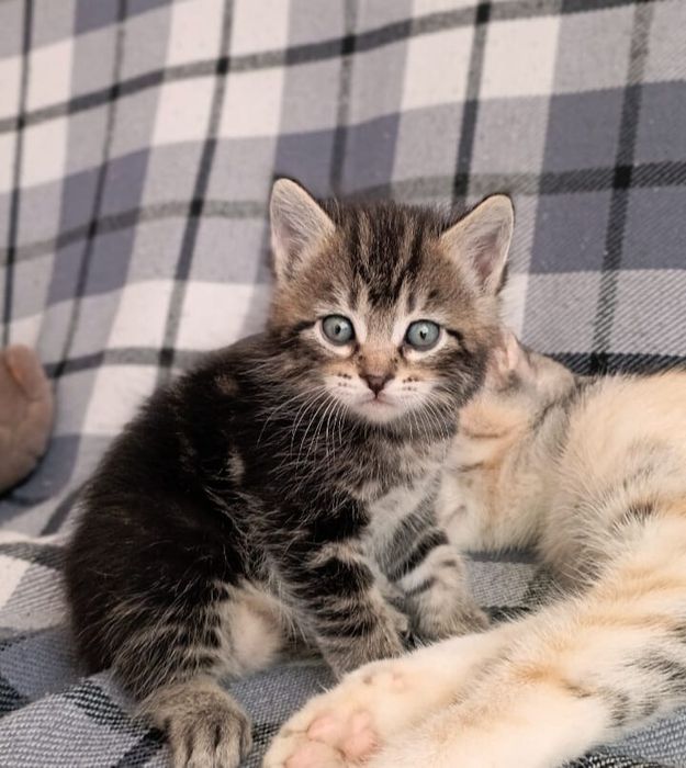 Продам месячного котенка