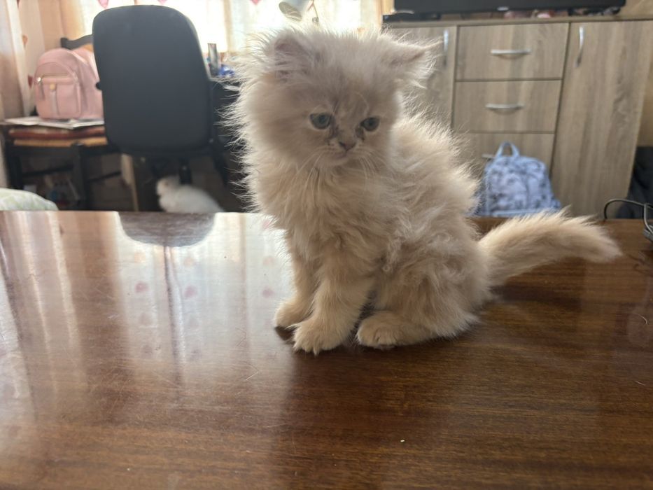 Персийски котета