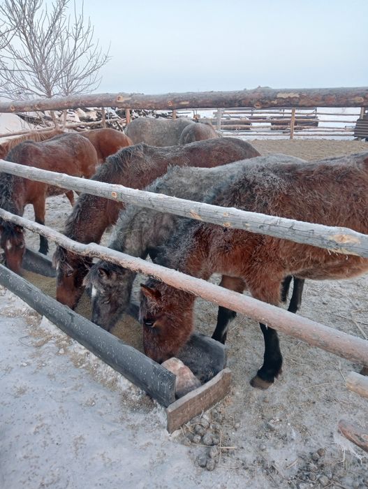 Продам тай с откорма