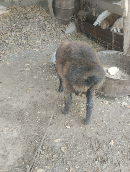 Qòchqor barra sotiladi soglom narxi 3000