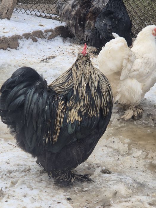 Cocosi cochinchina pitic