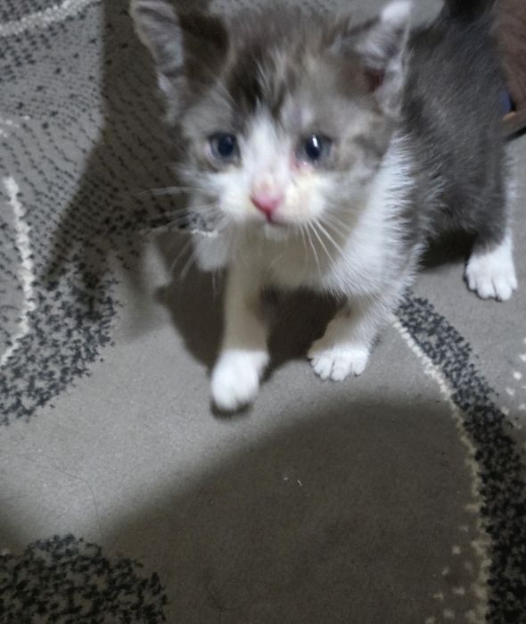 Котята британской породы