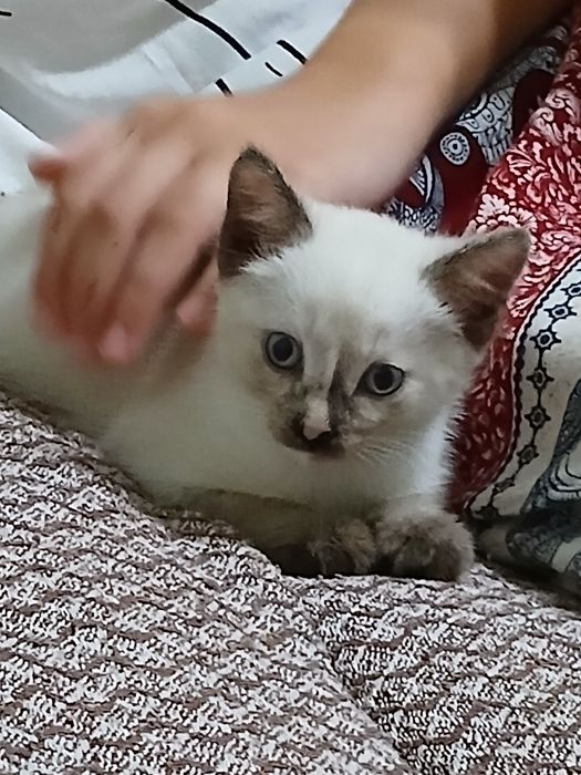 Отдаем сиамского котенок