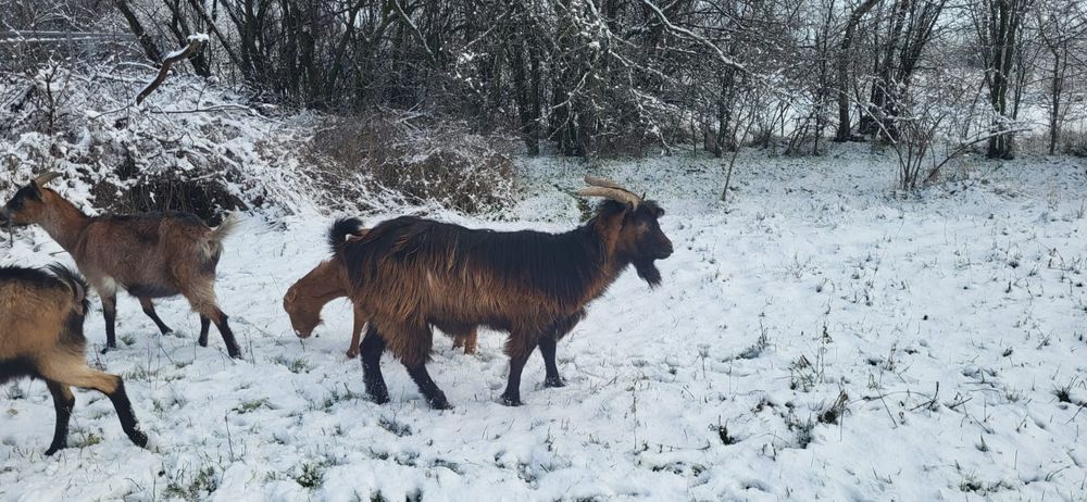 Vând țap bun de prăsilă