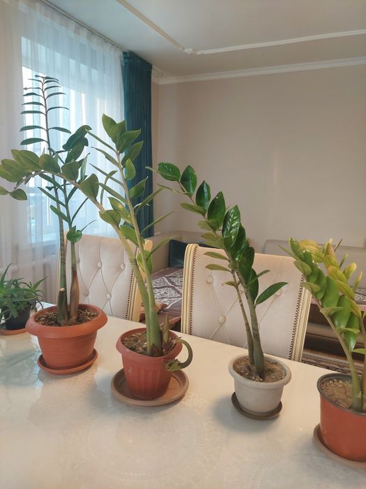 Долларовое дерево (замиокулькус)