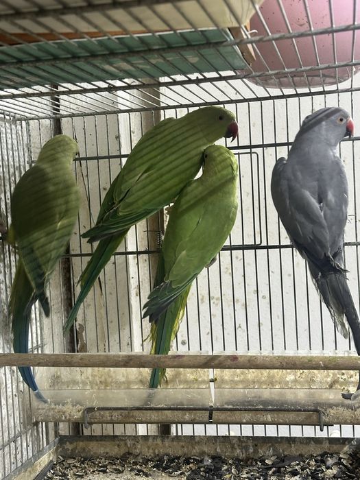 Papagali Micul  Alexander