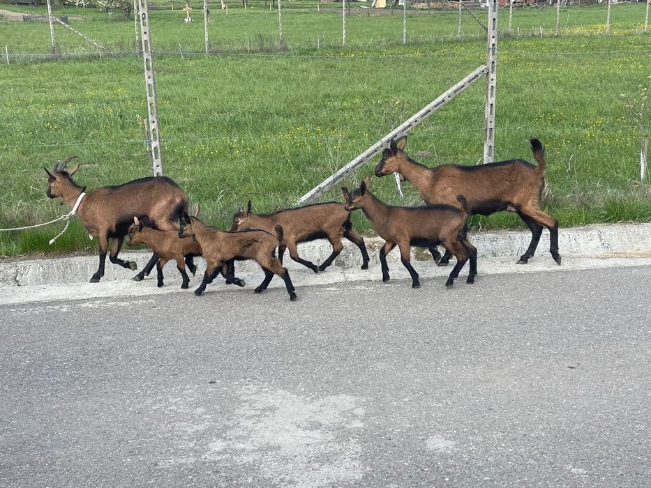 Capre alpine si iezi