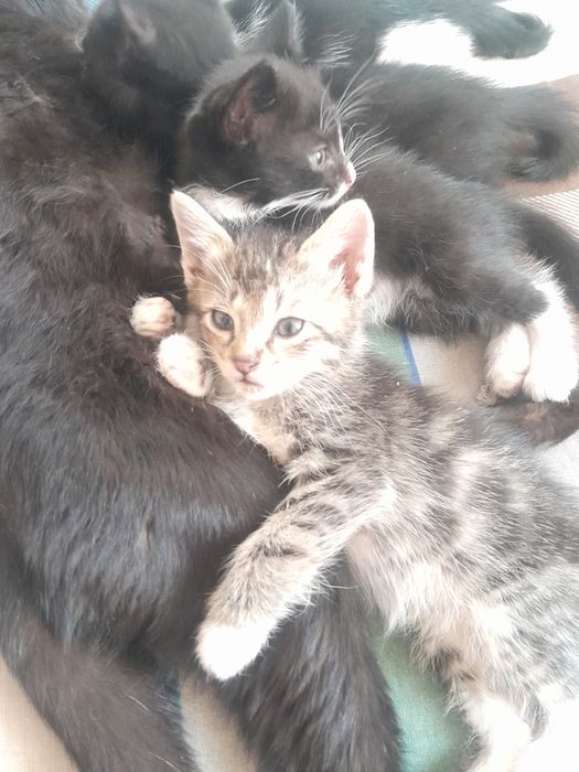 Одам котят в хорошей руки
