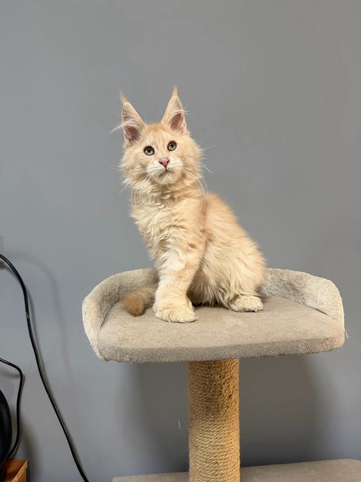 Котята мейн кун полидакты
