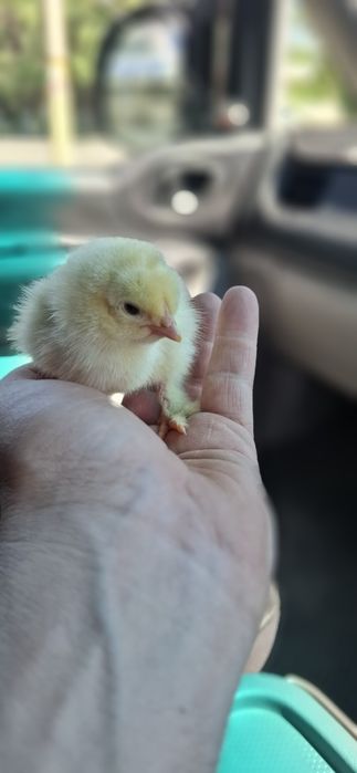 Цыплята пять суток