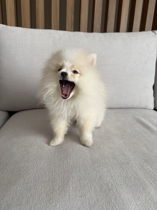 Продам померанского мини щпица 4 месяца