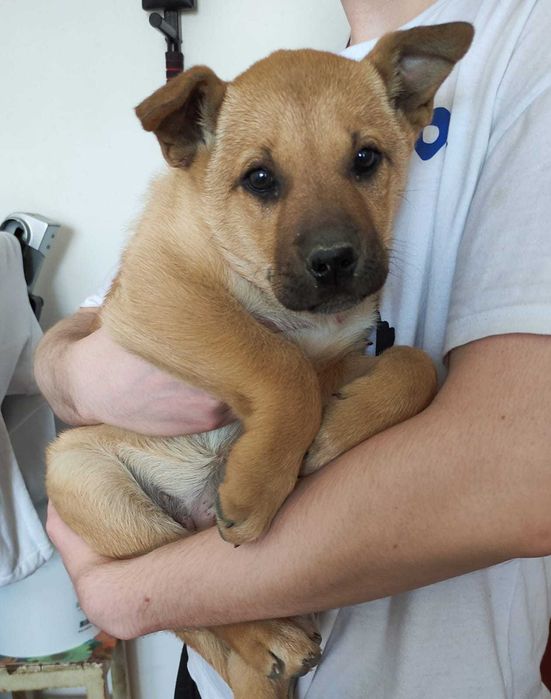 Щенок в добрые ручки.