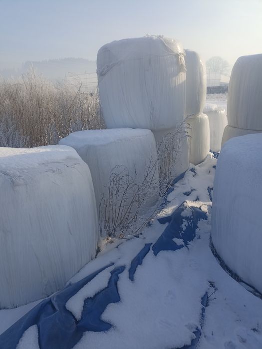 Baloti lucernă infoliatii