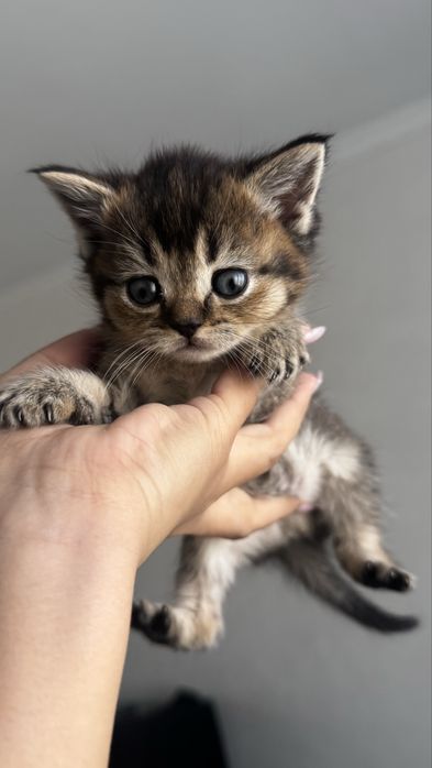 Sctosh strayt mushuk