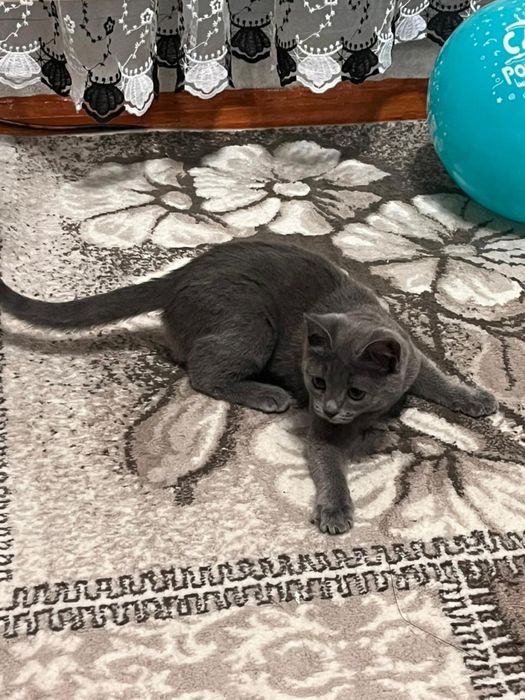 Котенок полу британец