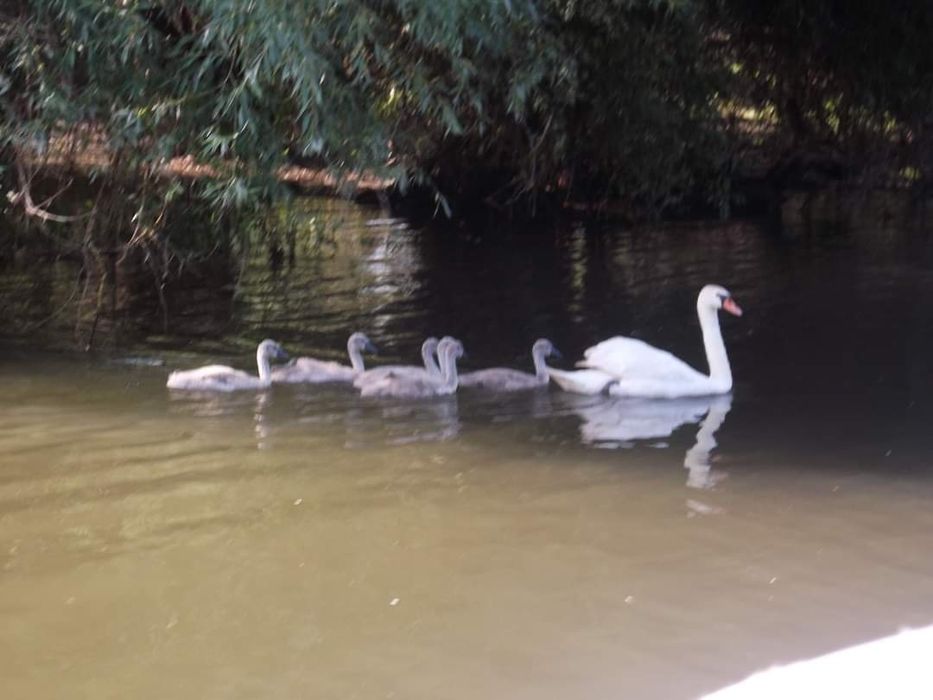 Ecursii cu barca in delta dunarii