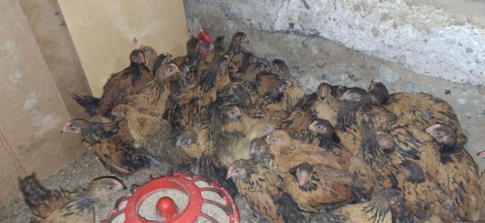 Продам цыплят кученских