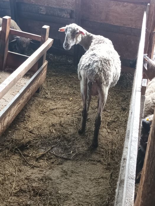 Oi fatate de vânzare