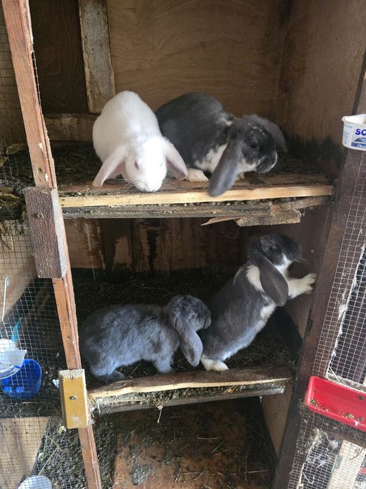 Iepuri fluture si berbec german