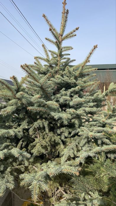 Голубая ель Елка