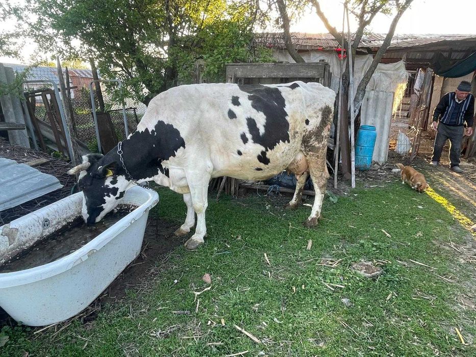 Vacă cu 4 vitei fatati.