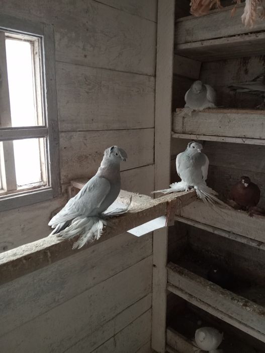 Голуби голуби голуби