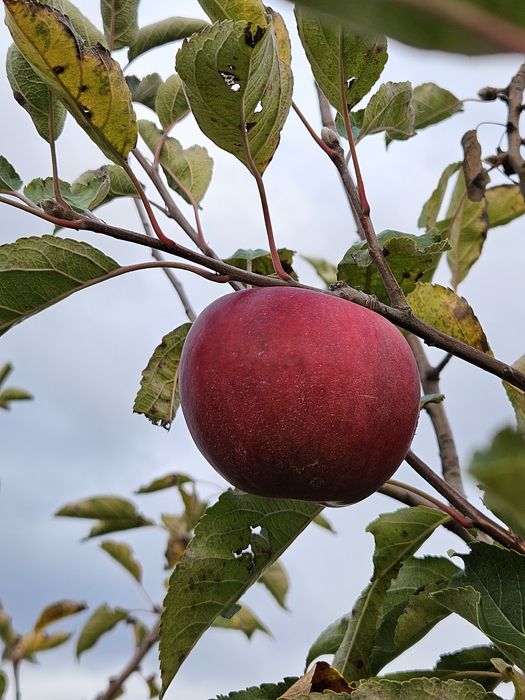 Mere Ionared, Golden, Ionagold, Florina, Starkrimson