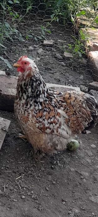 Găini cochinchina pitic