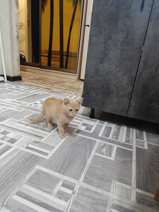 Отдам котенка мальчик