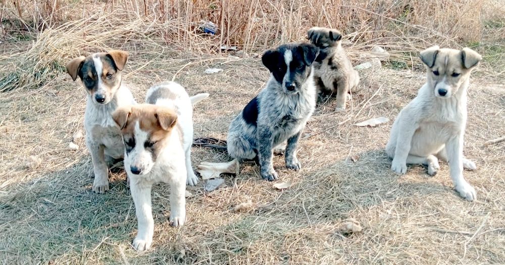 Щенята  ждУт любящих хозяев