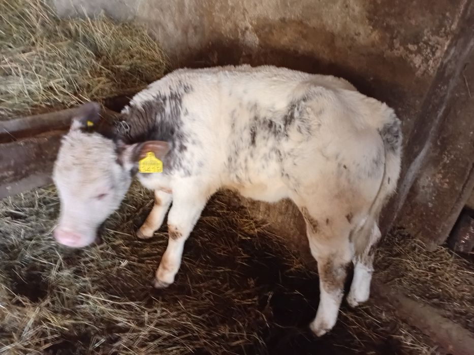 De vânzare doi viței