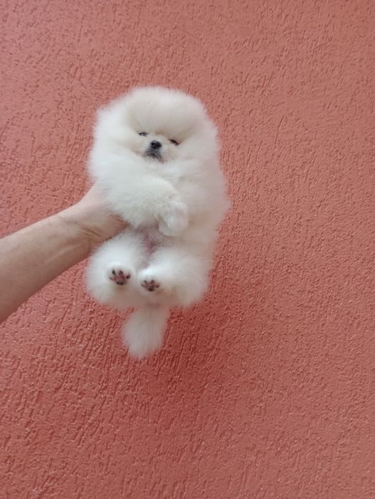 Миниатюрно момиче. Мини Померан. Реални снимки!!!
Померан. Реални