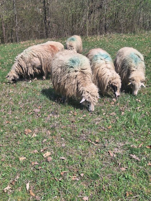 Oi tinere cu lapte de vanzare