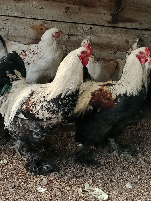 Питухи,домашний 3