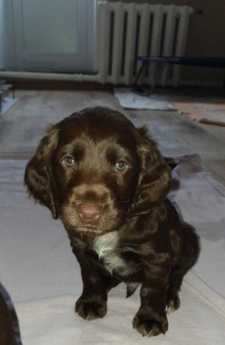 Малыши спаниельки