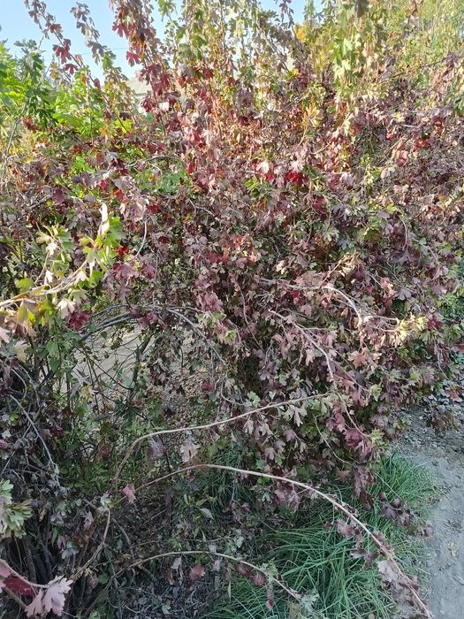 Саженцы смородины