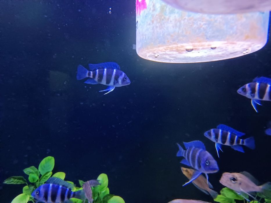 Gibberosa Blue Zair Moba f1