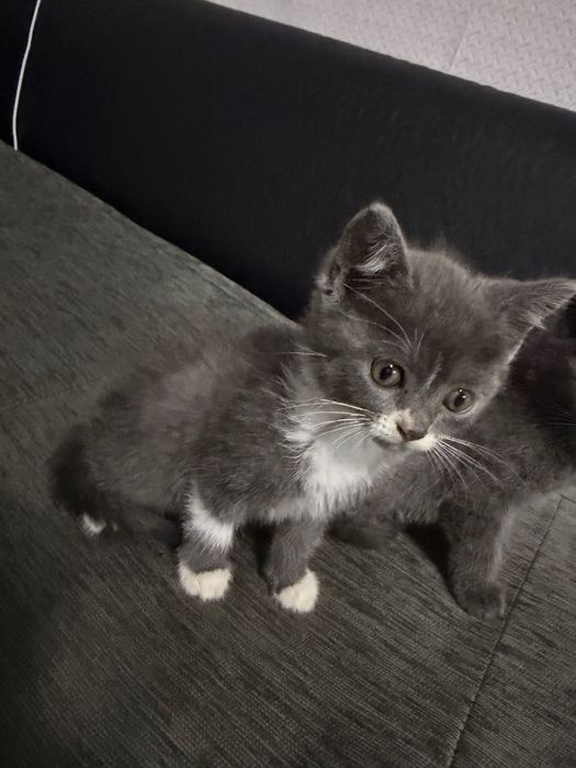 Две женски котенца Британска късокосместа котка