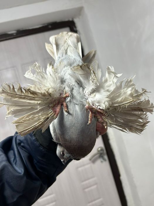 Голуби дерский птица