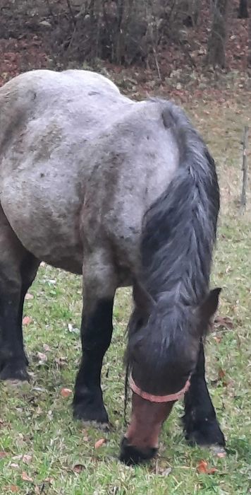 Iapa tânără gestanta