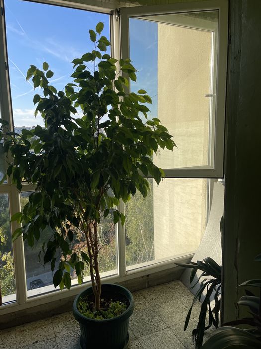 Продавам Фикус Бенджамин