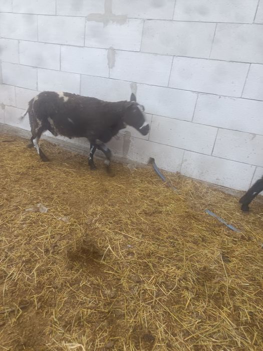 Berbec Texel și Pătat Olandez