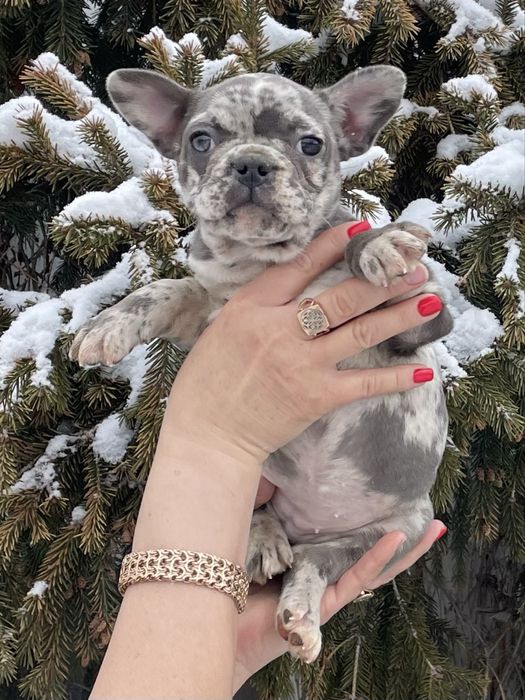 Щенки французского бульдога мерле